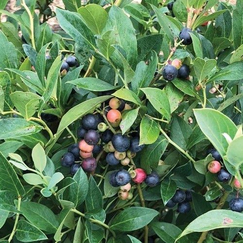 Blueberry Twin Packs - 1.2Ltr (20/35)