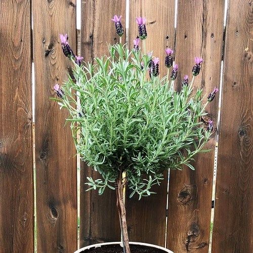 Lavandula standard - 20Ltr