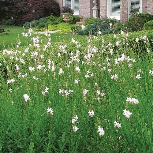 Gaura Butterfly White - 1.4Ltr