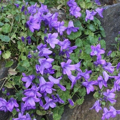 Campanula E.K. Toogood, Bellflower - 1.5Ltr