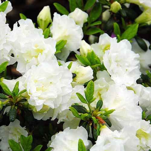 Azalea White Rosebud - 1Ltr