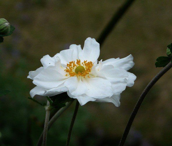 Anemone japonica White Single - 2.5L