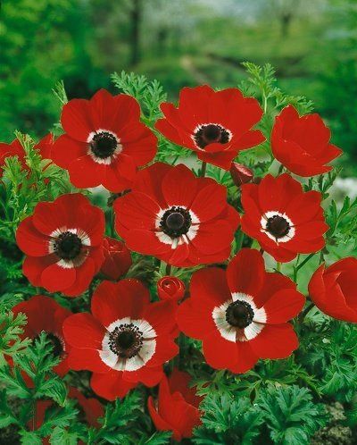 Anemone De Caen - Hollandia