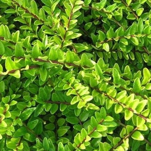 Lonicera nitida - Pb5/6.5