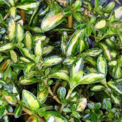 Coprosma Kiwi Gold - Pb6.5