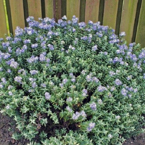 Hebe Beverly Hills - 2.5Ltr