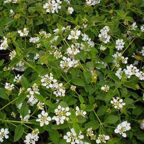 Lantana m. White Lightning, Trailing Lantana - 1.3Ltr