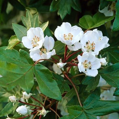 Malus trilobata, Crabapple - Pb18
