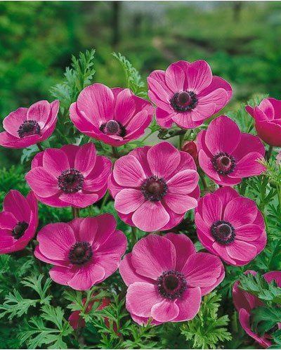 Anemone De Caen - Sylphide