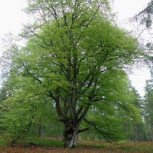 Fagus sylvatica, European Beech - Pb12 (120/200)