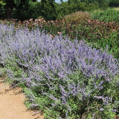 Perovskia atriplicifolia, Russian Sage - 2Ltr
