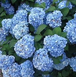 Hydrangea Blue Prince - Pb6.5