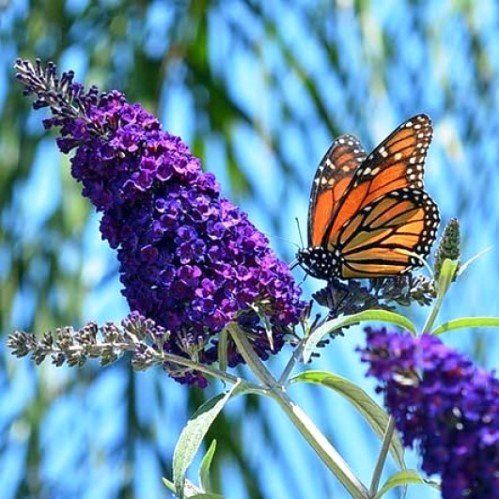 Buddleia Royal Purple - Pb6.5