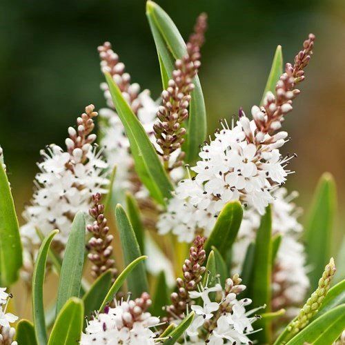 Hebe Wiri Mist - 1.4Ltr/Pb6.5 (20/60)