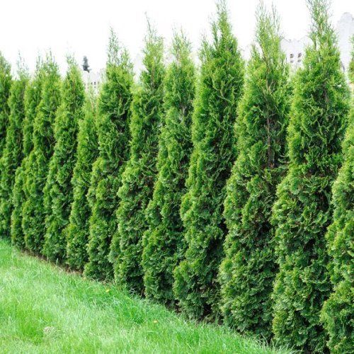 Thuja Smaragd, White Cedar - 25Ltr/45Ltr (240/260)