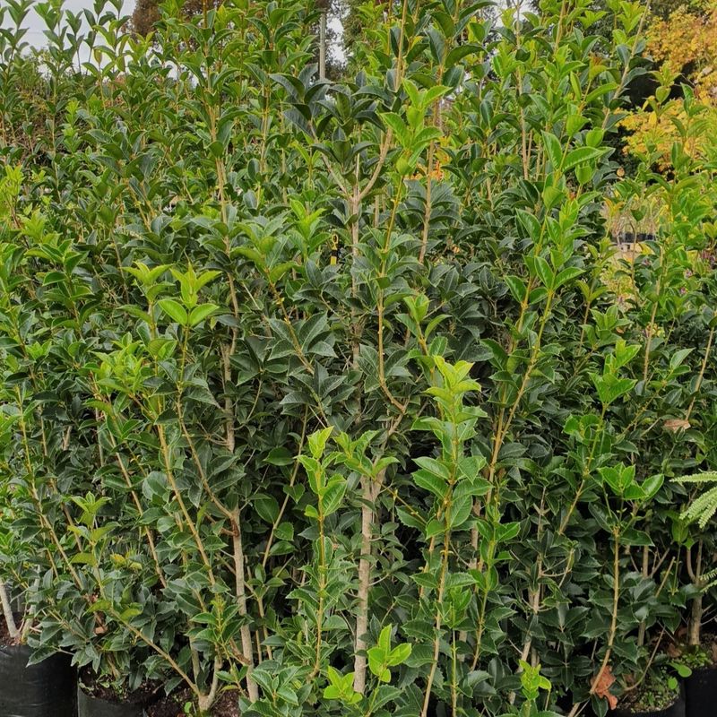 Osmanthus fragrans, Genuine Chinese Osmanthus Pb8 (1.5-1.7m)