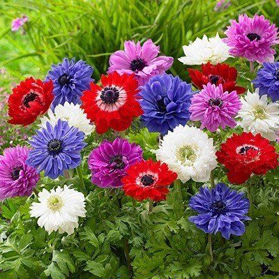 Anemone St. Brigid - Mixed 100