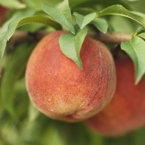 Peach Peacherine - Pb18