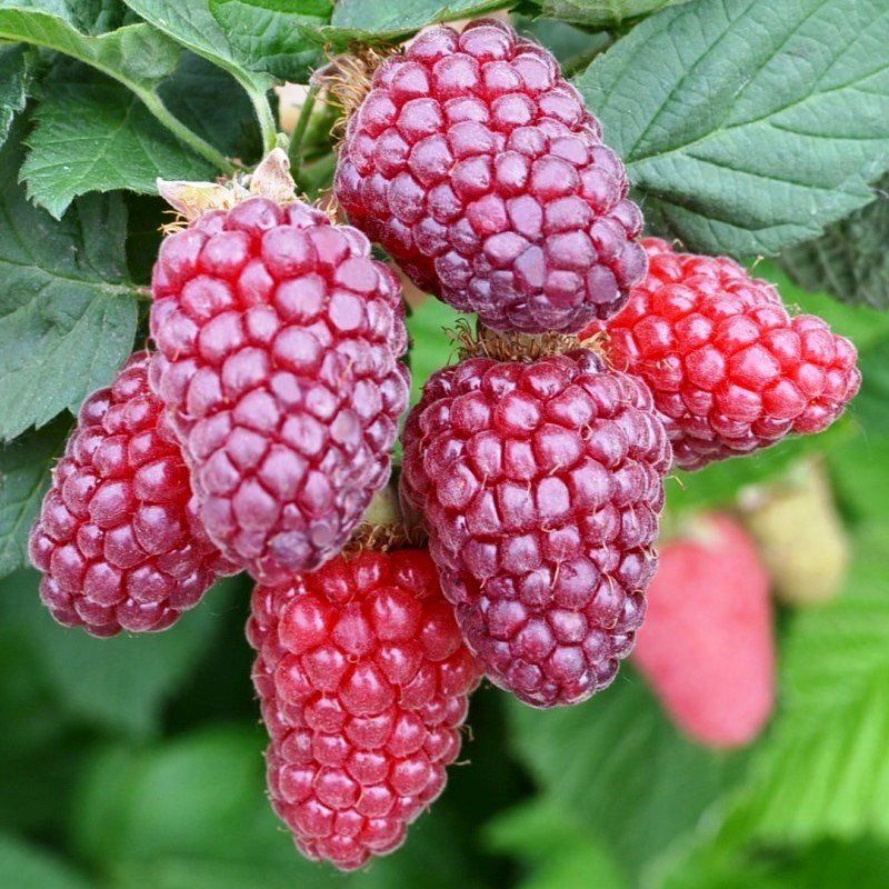 Tayberry Lady in Red- 2Ltr