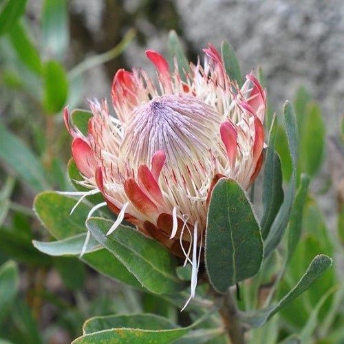 Protea Susannae - 3.5Ltr