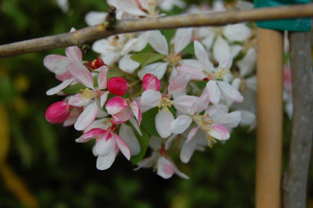 Malus floribunda, Crabapple - Pb12/Pb28