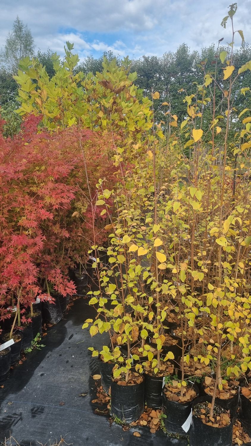 DECIDUOUS TREE MULTI DEAL 6 Pack