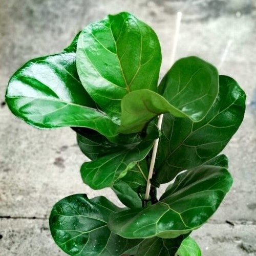 Ficus Lyrata, Fiddle-Leaf Fig - 3Ltr