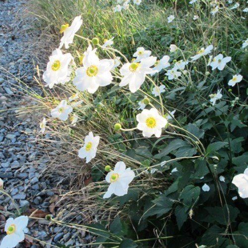 Anemone japonica Snow Queen - Pb6.5