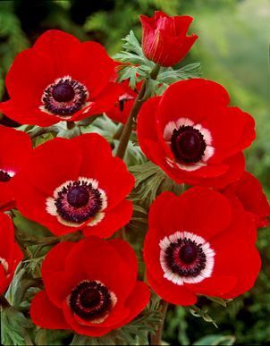 Anemone St. Brigid - His Excellency