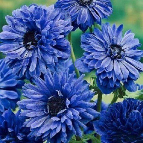 Anemone St. Brigid - Lord Lieutenant