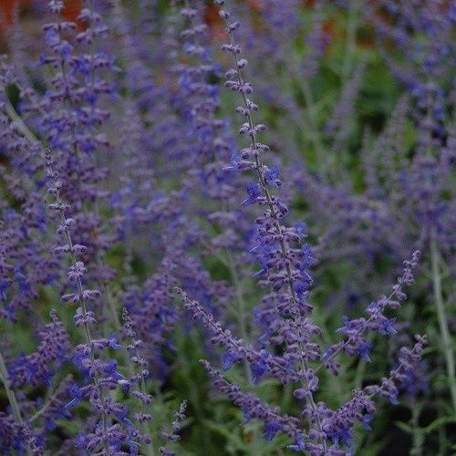 Perovskia Blue Spire, Russian Sage