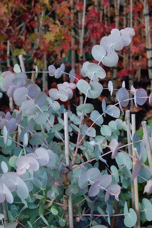 Eucalyptus cinerea, Silver Dollar Gum - Pot