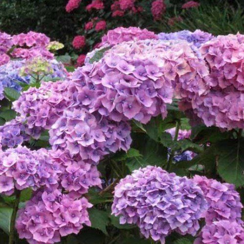 Hydrangea Alpen Gluten - Pb6.5