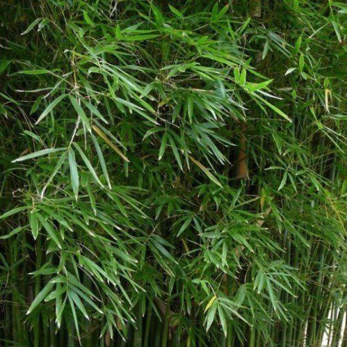 Bambusa gracilis, Fairy Bamboo - Pb12 (130/160)