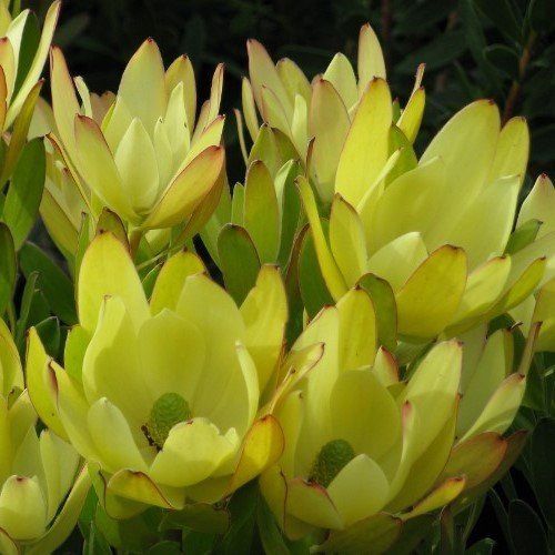 Leucadendron Golden Tulip - 3.5Ltr
