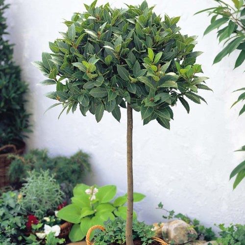 Laurus nobilis, Bay Tree 1.4+M Standard