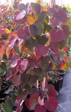 Cercis canadensis Forest Pansy - 25ltr (260/280)