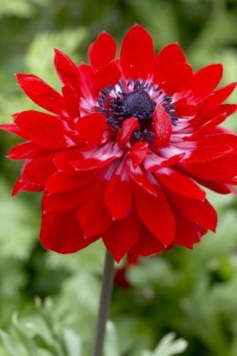 Anemone St. Brigid - The Governor