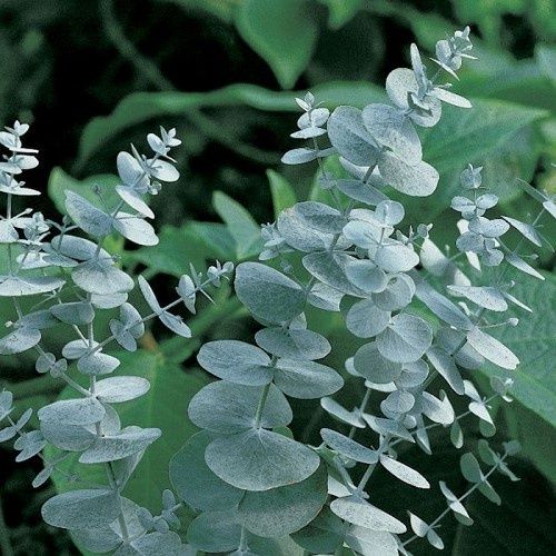 Eucalyptus gunnii Blue Ice - Pb3/Pb5