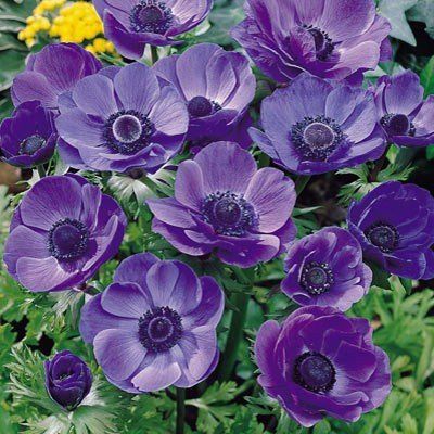 Anemone De Caen - Blue Poppy