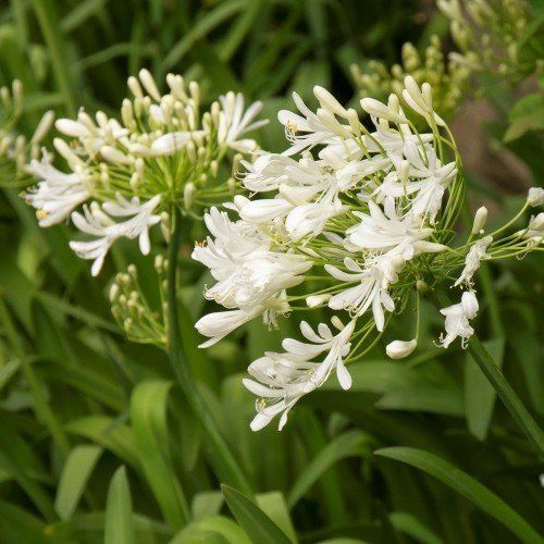 Agapanthus Snow Baby - Pb5