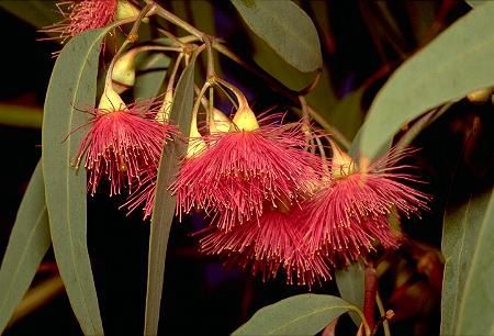 Eucalyptus leucoxylon Rosea - Pb6.5