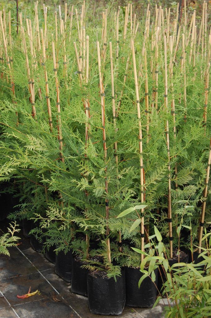 Cupressus ovensii, Ovens Cypress - 80cm