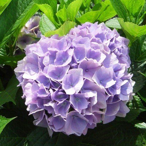 Hydrangea Viking - Pb6.5/3.5Ltr