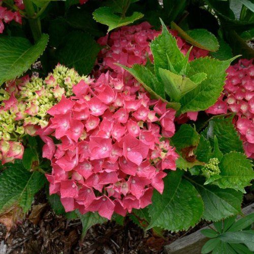 Hydrangea Leuchtfeuer - Pb6.5 (60/75)