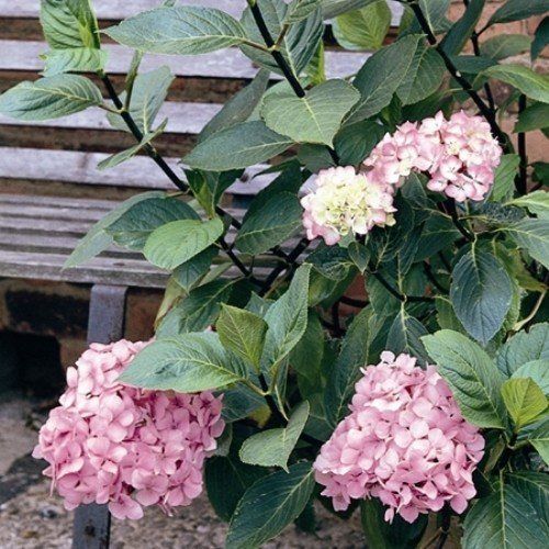 Hydrangea macrophylla Nigra - Pb6.5