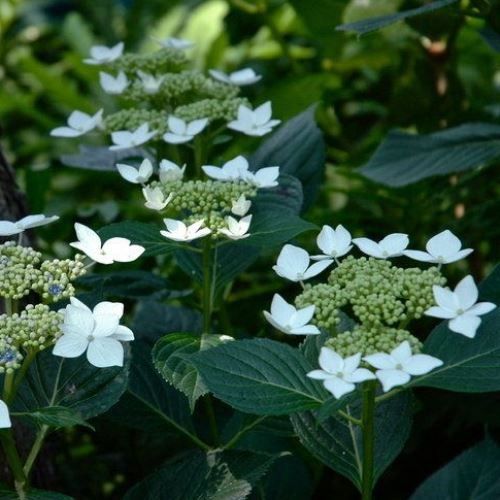 Hydrangea Trophy - Pb6.5