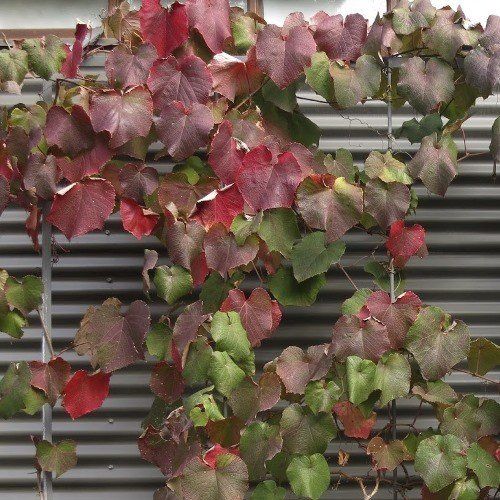 Vitis coignetiae, Crimson Glory Vine - Pb5/Pb6.5