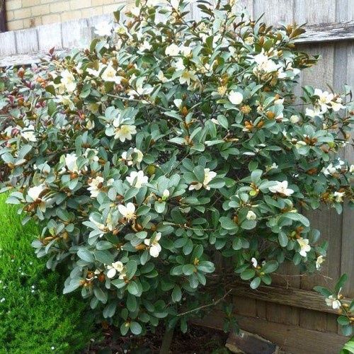 Michelia Inspiration - Pb28 1.8-2.2m tall