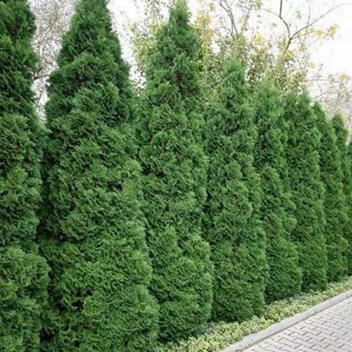 Thuja Pyramidalis - 3Ltr